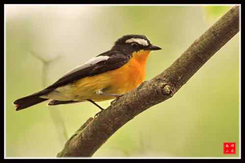 白眉姬鹟 武汉植物园