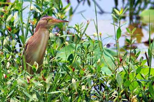杨桥湖的黄苇鳽
