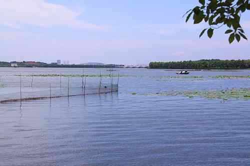 武汉杨桥湖风光 鸟类繁多
