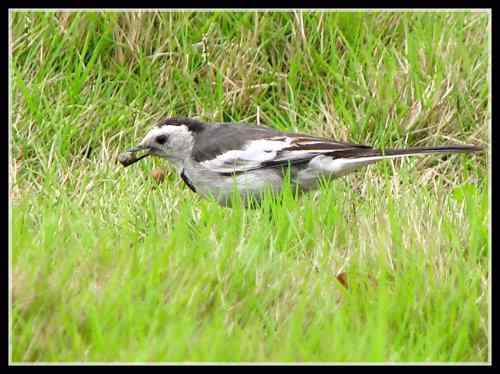 白面书生 白鹡鸰 武汉东湖