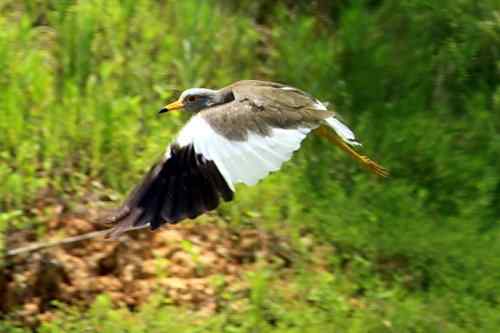 草地版的灰头麦鸡