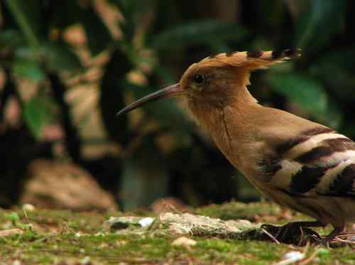 抓痒痒的戴胜 记得勤洗澡