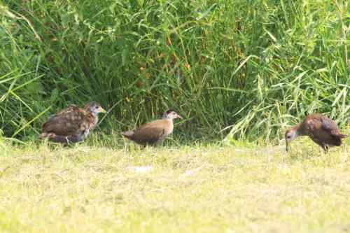 红脚苦恶鸟:感谢新疆鸟类摄影师穗穗红! 红脚苦恶鸟:感谢新疆鸟类摄影师穗穗红!