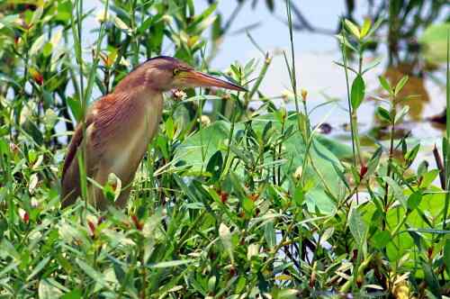 杨桥湖的黄苇鳽