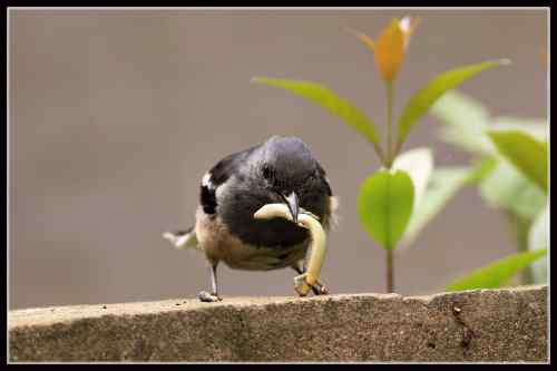 鹊鸲起篓子 武汉
