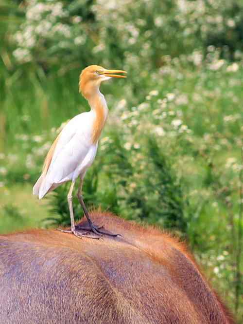 武惠堤的牛背鹭 武惠堤的牛背鹭