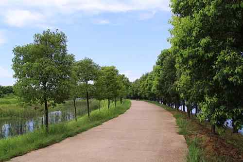 武汉杨桥湖风光 鸟类繁多