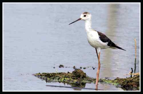 长腿娘子 黑翅长脚鹬 长腿娘子 黑翅长脚鹬
