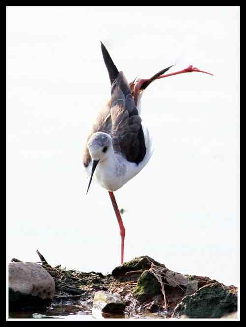 长腿娘子 黑翅长脚鹬 长腿娘子 黑翅长脚鹬