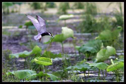 须浮鸥 东湖渔场