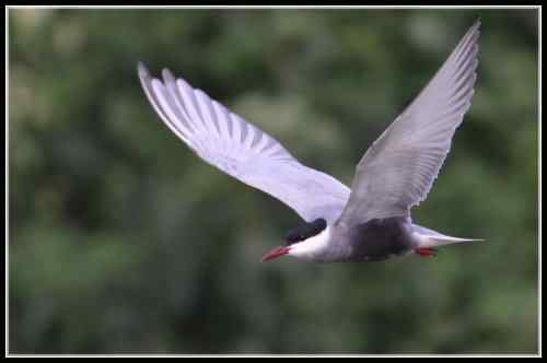 须浮鸥 东湖渔场