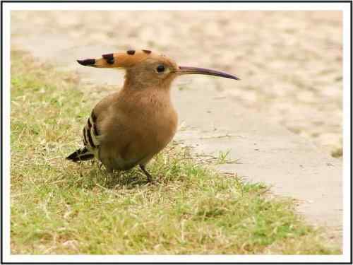 草地精灵，先从戴胜说起...