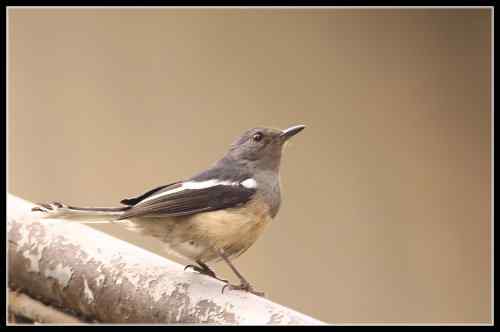 鹊鸲起篓子 武汉