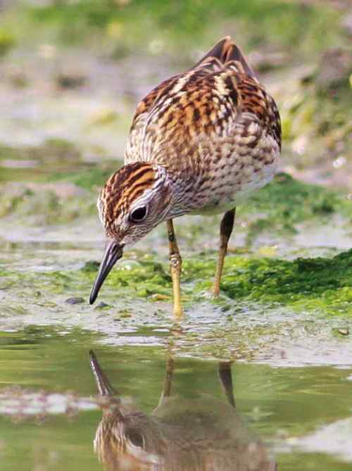 谭湖附近再拍长趾滨鹬
