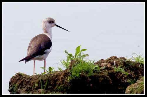 长腿娘子 黑翅长脚鹬 长腿娘子 黑翅长脚鹬