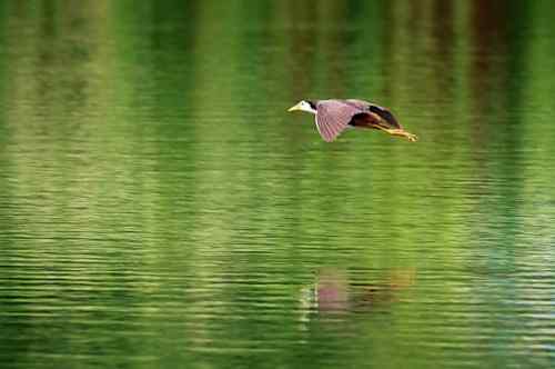 白胸苦恶鸟 武汉并不常见