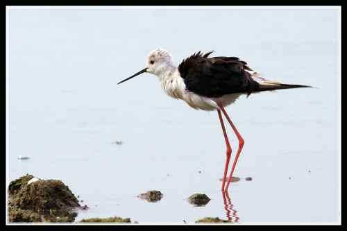 长腿娘子 黑翅长脚鹬 长腿娘子 黑翅长脚鹬