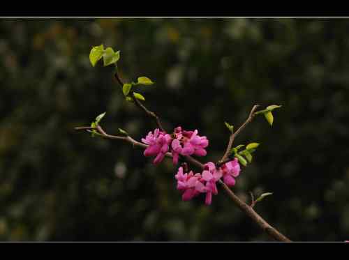鸟路风景 东湖观鸟