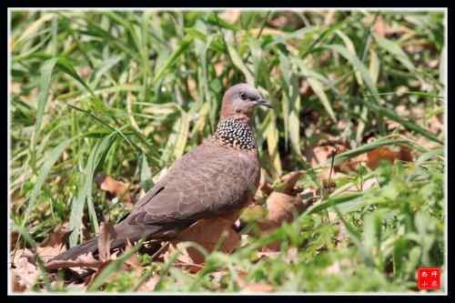 山斑鸠和珠颈斑鸠