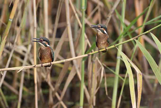 小小翠鸟,哥俩好,真可爱 小小翠鸟,哥俩好,真可爱