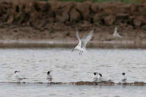 我神气不神气 观鸟要从娃娃抓起