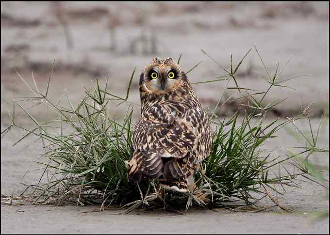 短耳鸮(short-earedowl)