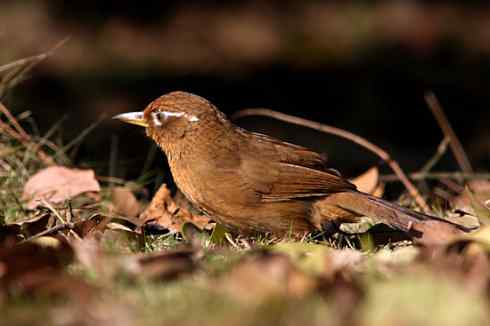 画眉：既放我，何抓我？