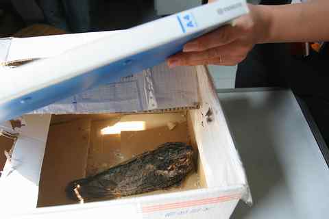 山林夜鹰误入闹市商场