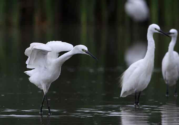 白鹭也是鸟 只有白鹭可以拍摄