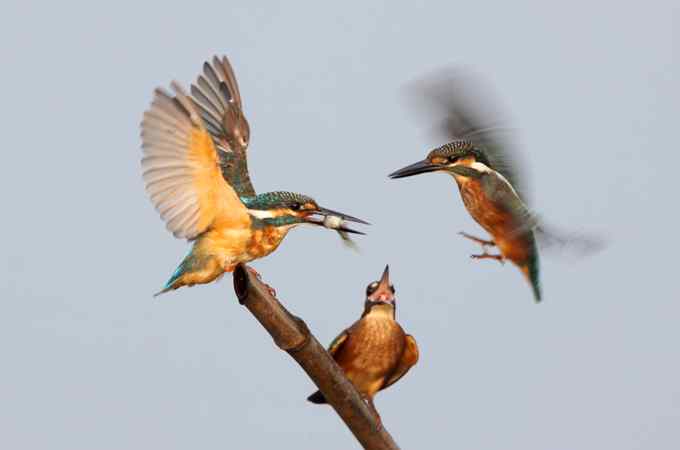 小翠鸟争鱼 摄影师拍鸟最富戏剧性的一瞬间 小翠鸟争鱼 摄影师拍鸟最富戏剧性的一瞬间