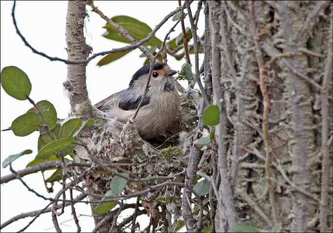 过瘾!银喉长尾山雀 过瘾!银喉长尾山雀