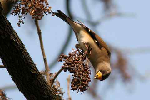 倒挂金钩吃果果 黑尾蜡嘴雀