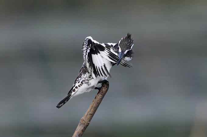 摄影师大山雀痛快拍斑鱼狗 摄影师大山雀痛快拍斑鱼狗