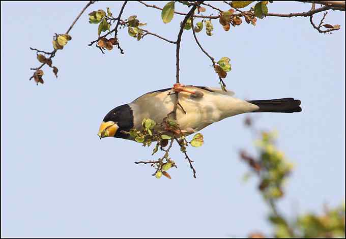 阳光、小鸟、秋叶