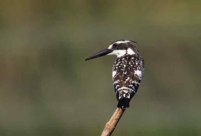 摄影师大山雀痛快拍斑鱼狗 摄影师大山雀痛快拍斑鱼狗