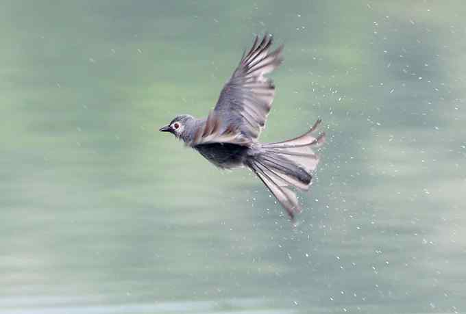 婺源 灰卷尾是大菜鸟