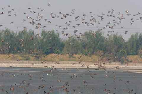 万类霜天竞自由 拍鸟记