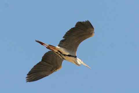 白骨顶和讨狗嫌的lc