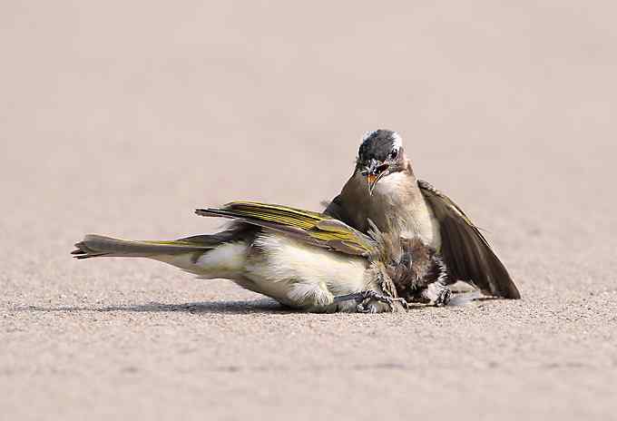 两只小鸟上演“马路凶杀案”