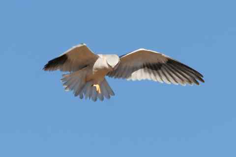 黑翅鸢 云南鹤庆县草海湿地