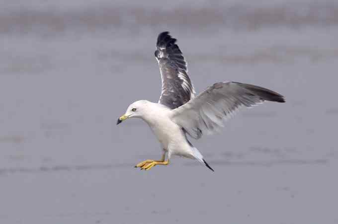 菜鸟，全是菜鸟