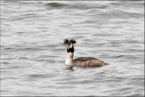 这么有型的头型不多见 凤头鸊鷉