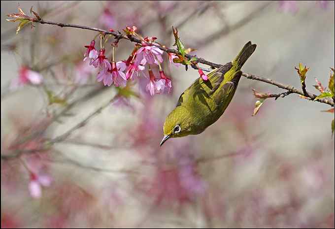 暗绿绣眼鸟与樱花的香吻