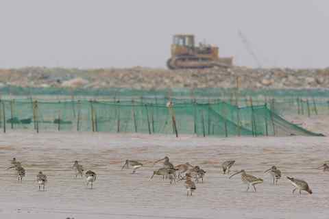 海塘成工地,大群的白腰杓鹬