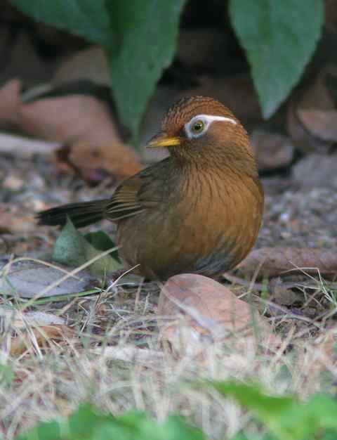逃出牢笼的画眉
