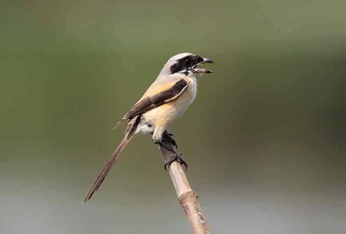 菜鸟，全是菜鸟