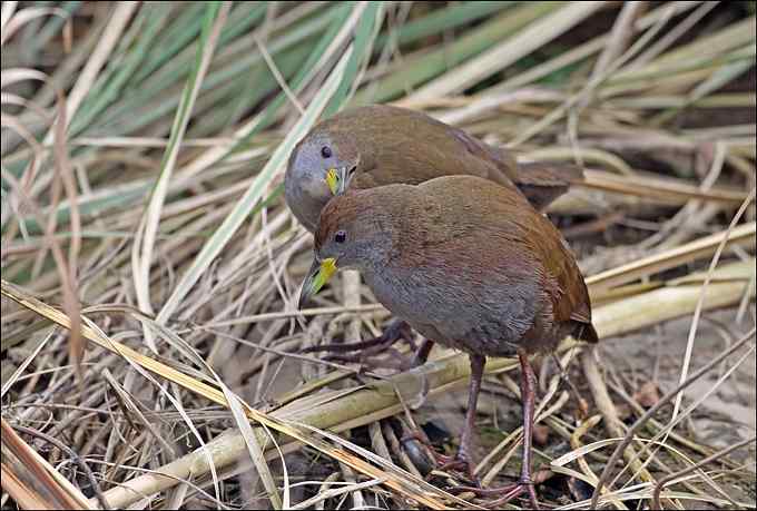拍鸟,是我的逃避吗