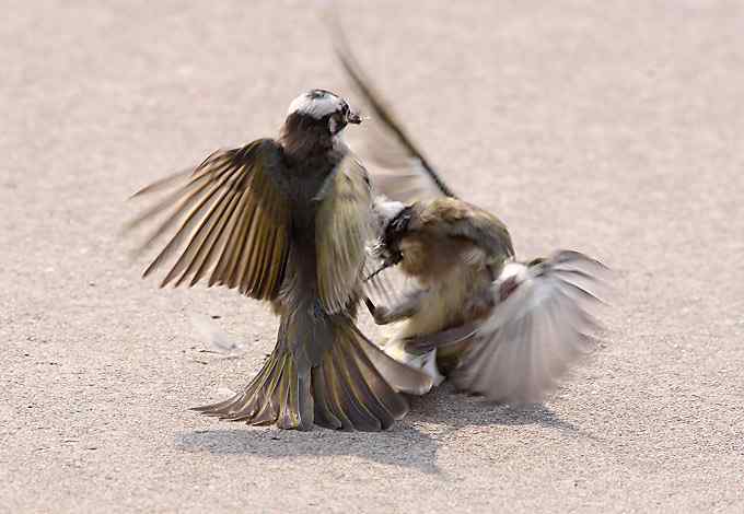 两只小鸟上演“马路凶杀案”