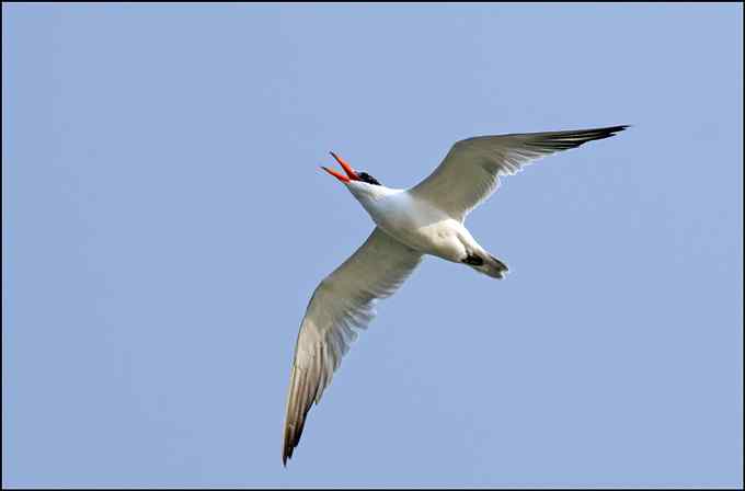 向森林公安举报捕鸟者