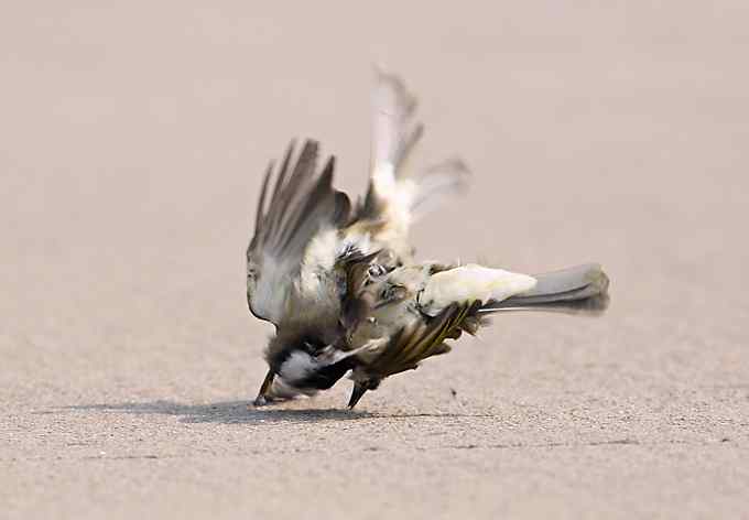 两只小鸟上演“马路凶杀案”